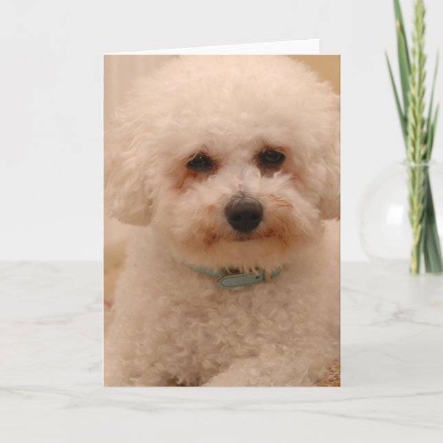 Tarjeta Óscar el Bichon Frise (Anverso)