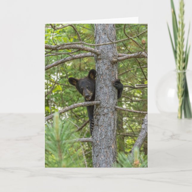 Tarjeta Osezno subiendo árbol (Anverso)