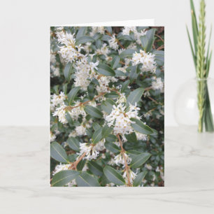 Tarjeta Osmanthus Burkwoodii en el parque