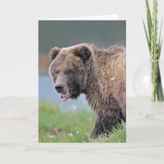 Tarjeta Oso de Brown de Alaska en Kenai NWR. (Anverso)