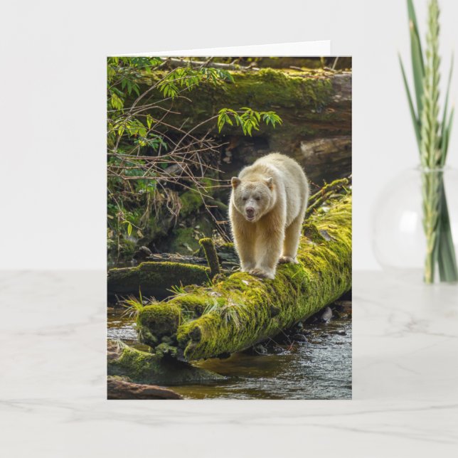 Tarjeta Oso de espíritu blanco | Columbia Británica, Canad (Anverso)
