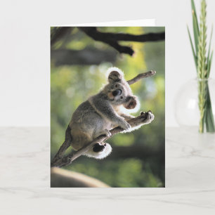 Tarjeta Oso de koala