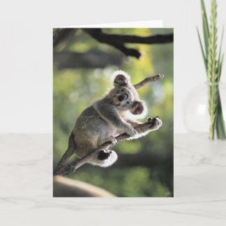 Tarjeta Oso de koala