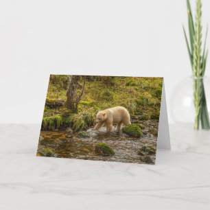 Tarjeta Oso Espíritu Blanco caza peces en el arroyo Riorda