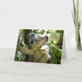 Tarjeta Oso Koala Lindo Destino Naturaleza Aussi Outback