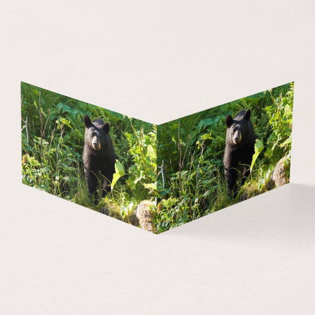 Tarjeta Oso negro curioso (Exterior)