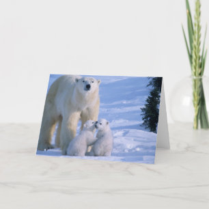 Tarjeta Oso polar femenino que se coloca con 2 Cubs en