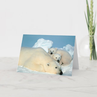 Tarjeta Oso Polar y Cubs de Steve Amstrup