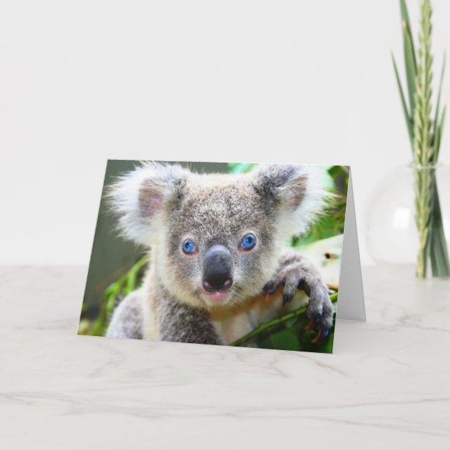 Tarjeta Osos Koala (Anverso)