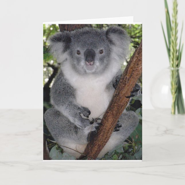 Tarjeta Osos Koala (Anverso)
