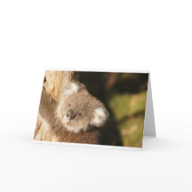 Osos Koalas Lindos Fiesta de Cumpleaños