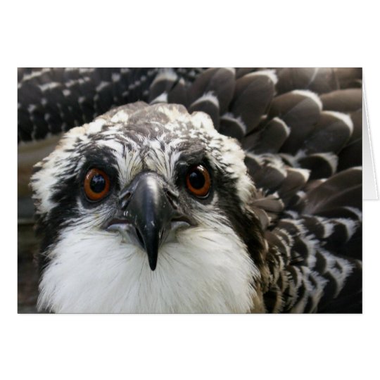 Tarjeta Osprey