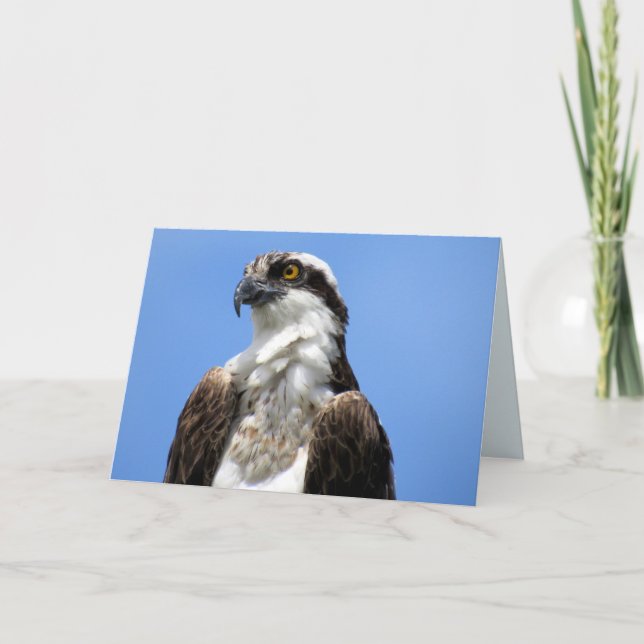 Tarjeta Osprey (4964) (Anverso)