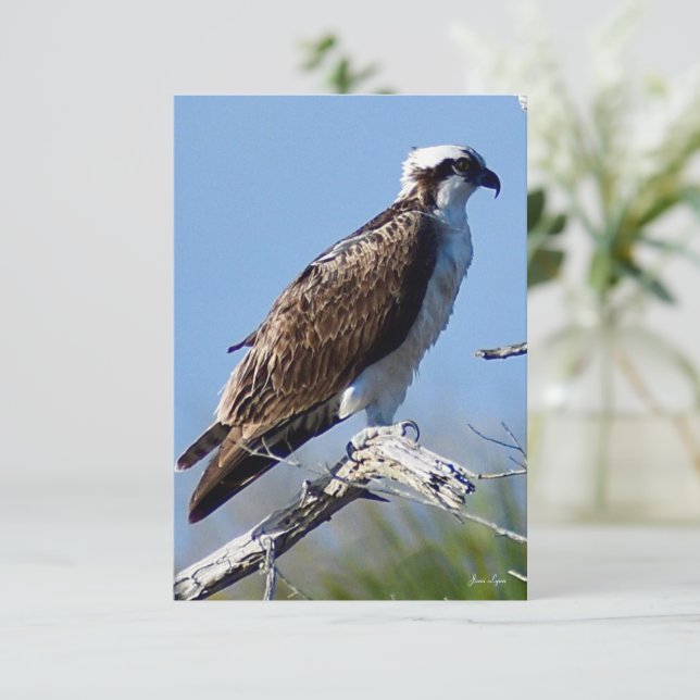 Tarjeta Osprey Tarjeta de nota Naturaleza (Anverso de pie)
