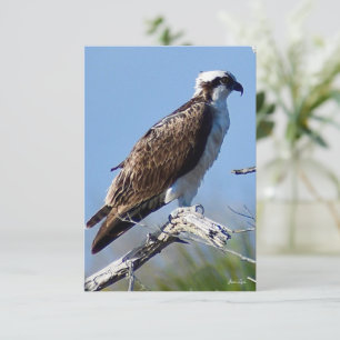 Tarjeta Osprey Tarjeta de nota Naturaleza