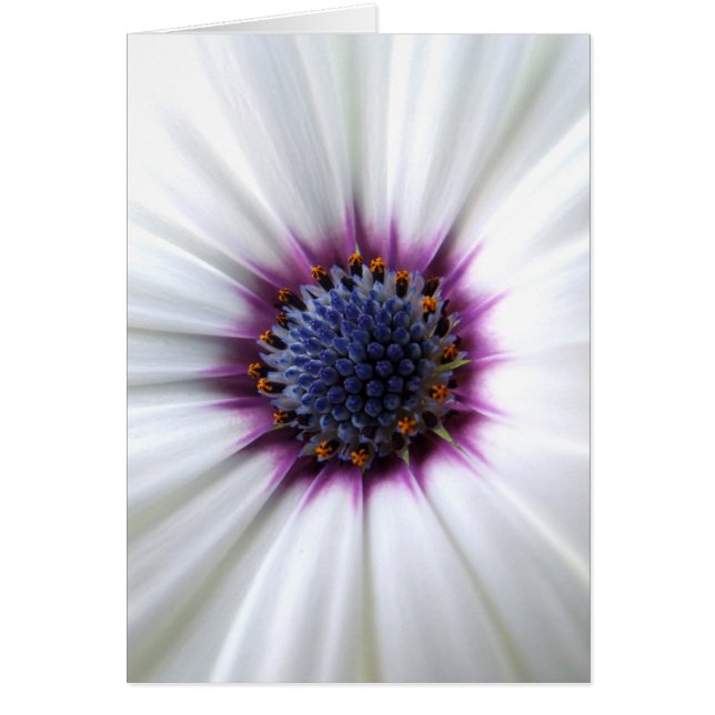 Tarjeta Osteospurmum (Frente)