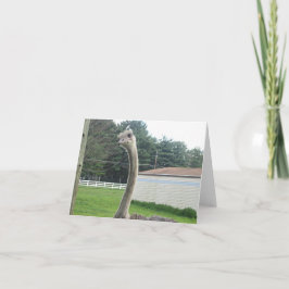 Tarjeta Ostrich
