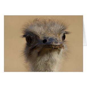 Tarjeta Ostrich