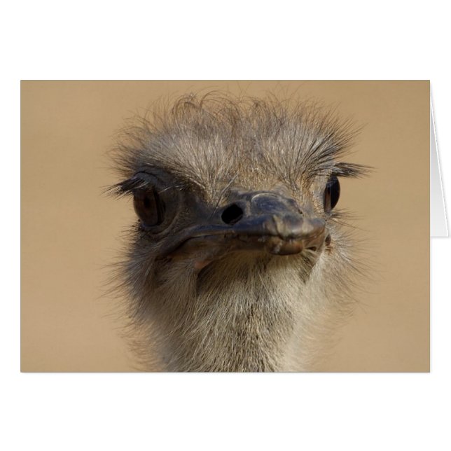 Tarjeta Ostrich (Anverso (Horizontal))