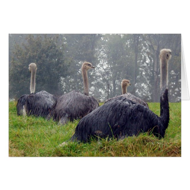 Tarjeta Ostrich (Anverso (Horizontal))