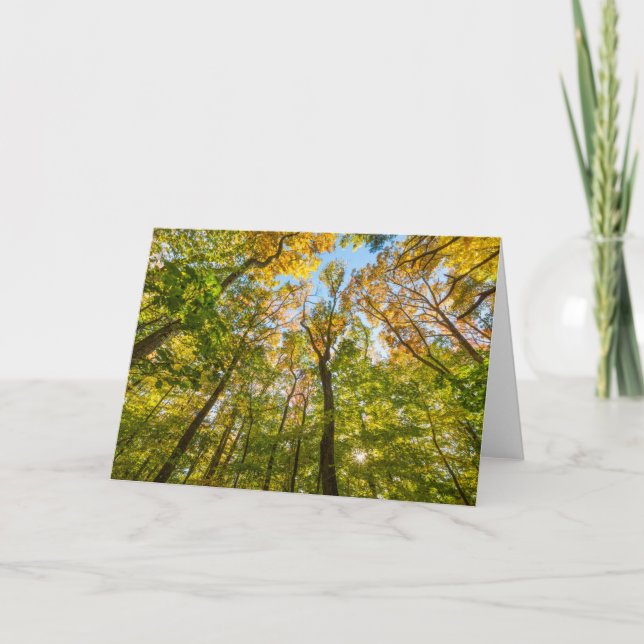 Tarjeta Otoño en un bosque en Amesbury, Massachusetts (Anverso)