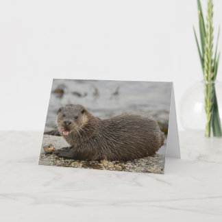 Tarjeta Otter