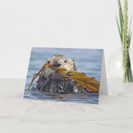 Tarjeta Otter marino de California envuelto en Bull Kelp.