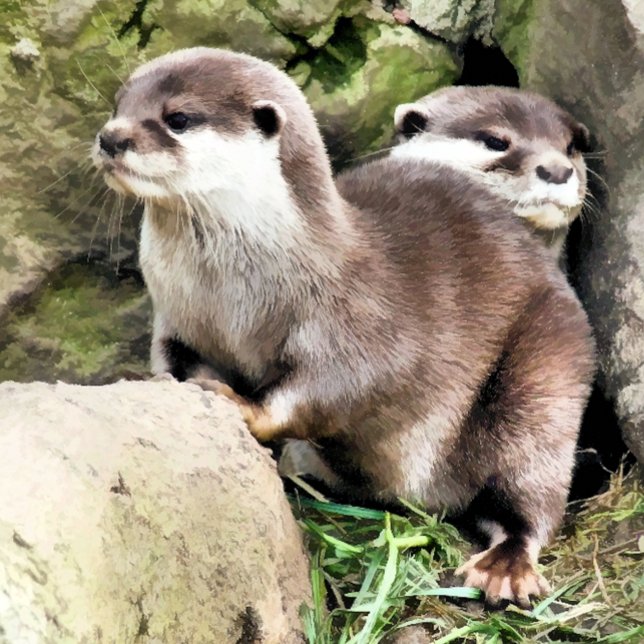 TARJETA OTTERS (Subido por el creador)