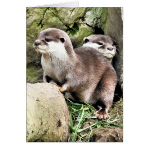 TARJETA OTTERS