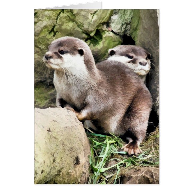 TARJETA OTTERS (Frente)