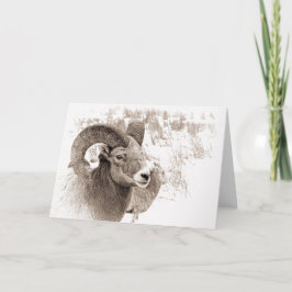 Tarjeta Oveja BigHorn