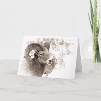 Tarjeta Oveja BigHorn