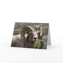 Oveja Bighorn Notecard
