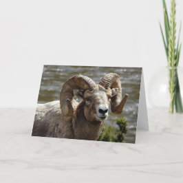 Tarjeta Oveja Bighorn Notecard
