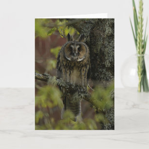 Tarjeta Ovejas de orejas largas en Escocia