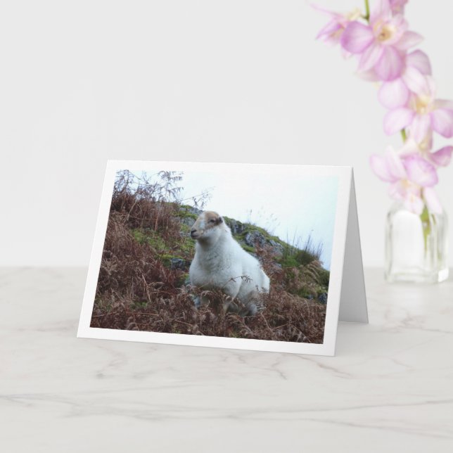 Tarjeta Ovejas en el Valle de Cwm Llan (Orquídea)