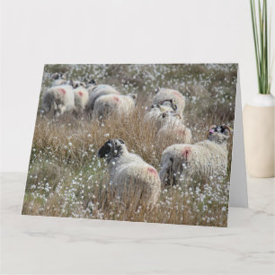 Tarjeta Ovejas Swaledale en hierba de algodón en Northhumb