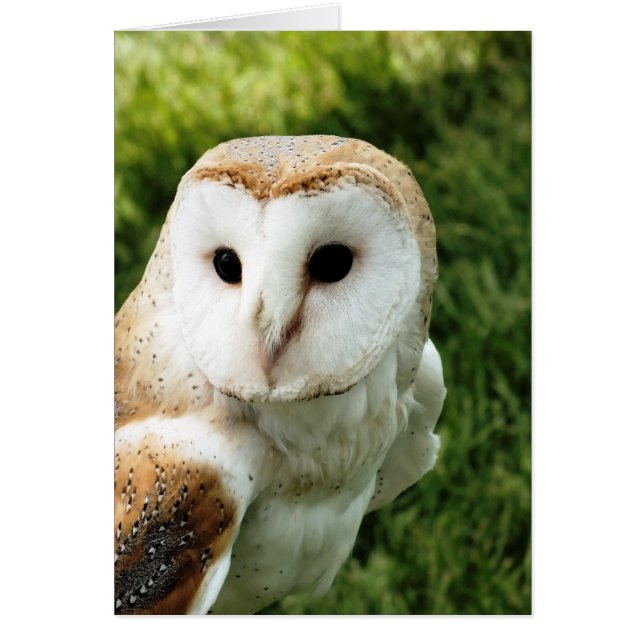 tarjeta OWL (Frente)