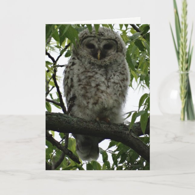 Tarjeta Owl Luv (Anverso)