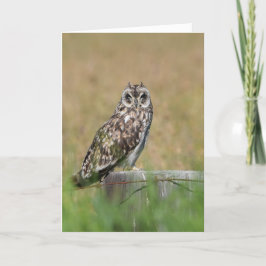 Tarjeta Owl Posing
