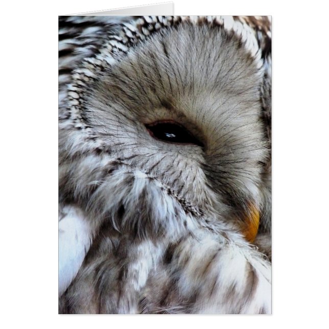 TARJETA OWLS (Frente)