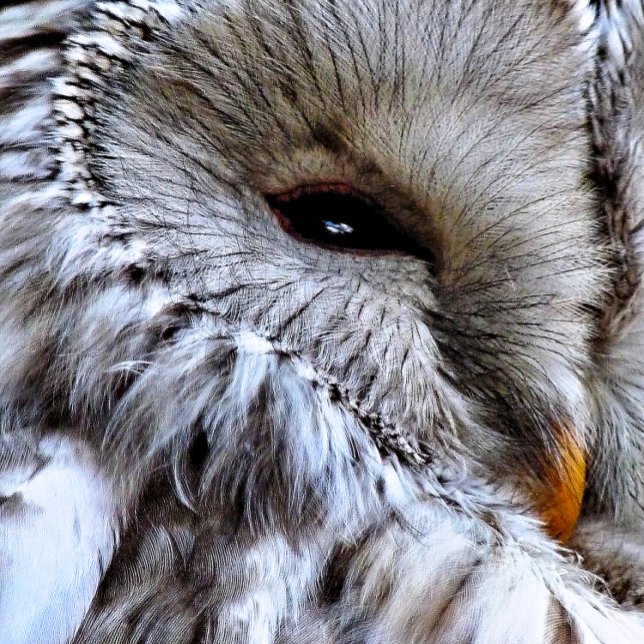 TARJETA OWLS (A beautiful owl just keeping an eye on things. )