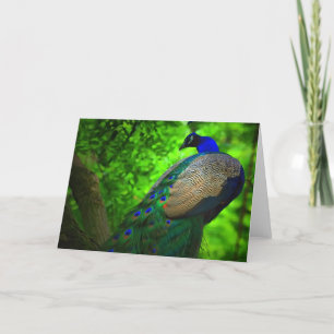 Tarjeta pacificar un árbol