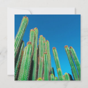 Tarjeta Paisaje del desierto de África Naturaleza Cactus P