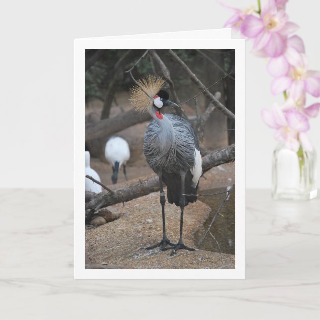 Tarjeta Pájaro africano de grullas de crudo gris (Orquídea)