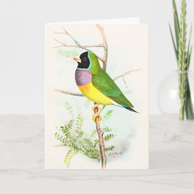 Tarjeta Pájaro australiano en peligro de extinción de mult (Anverso)