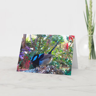 Tarjeta Pájaro australiano, Wren. de hadas magnífico