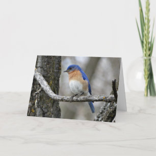 Tarjeta Pájaro azul, cumpleaños