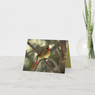 Tarjeta Pájaro cardinal femenino hermoso