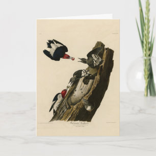 Tarjeta Pájaro carpintero de cabeza roja - Aves de América